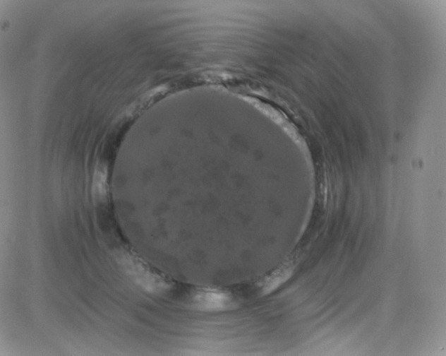 X0000081490610200701262055