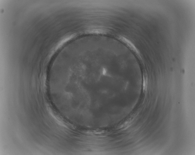 X0000081490627200701262054