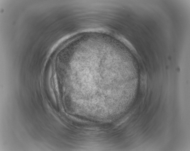 X0000081490628200701262054