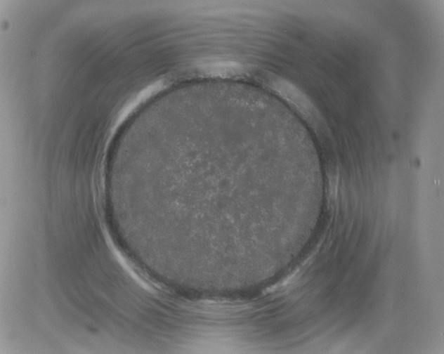 X0000081490630200701262054