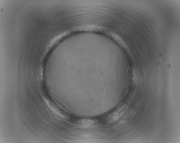 X0000081490636200701262054