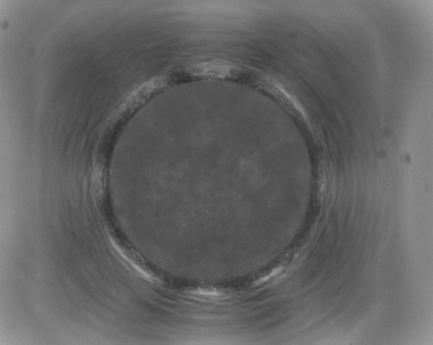 X0000081490641200701262055