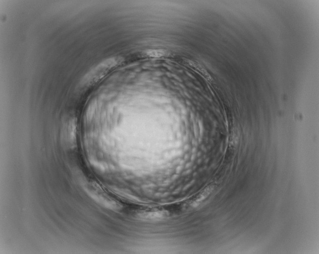 X0000081490646200701262055