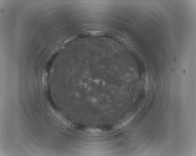 X0000081490650200701262055