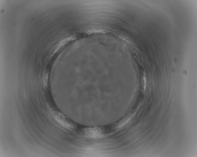 X0000081490652200701262055