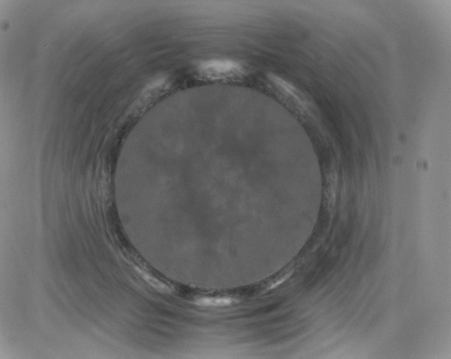 X0000081490653200701262055