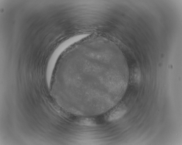 X0000081490656200701262055