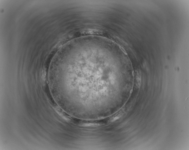 X0000081490657200701262055