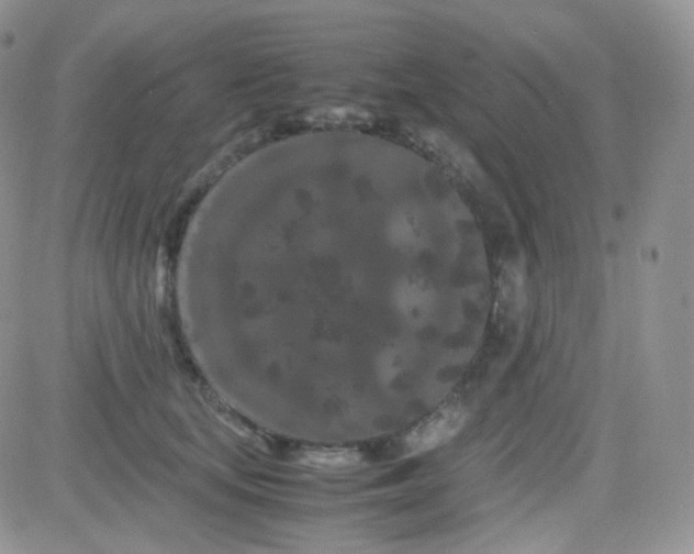 X0000081490659200701262055