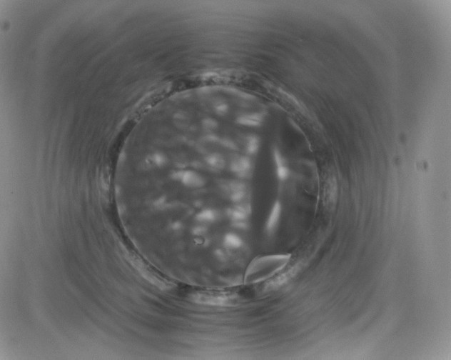 X0000081490661200701262055