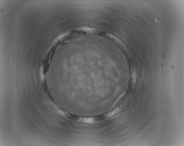 X0000081490665200701262055