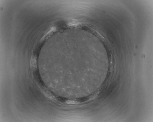 X0000081490699200701262054