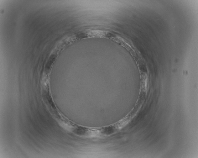 X0000081490701200701262054