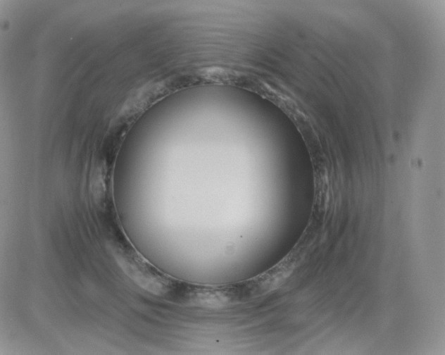 X0000081490702200701262054