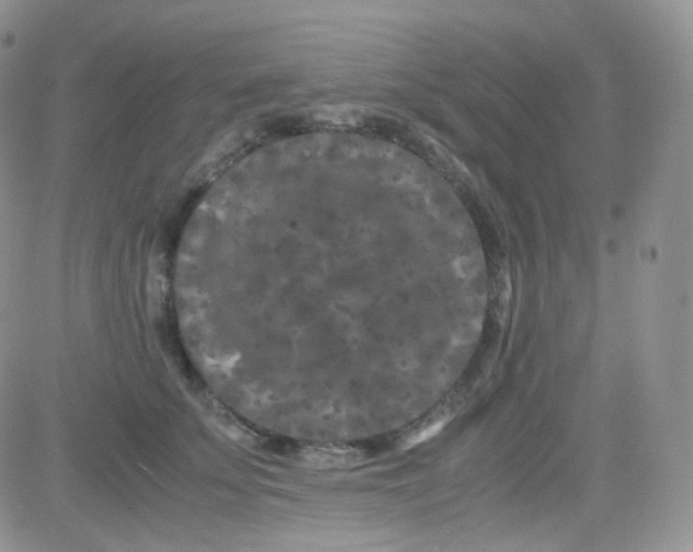 X0000081490707200701262054