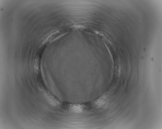 X0000081490710200701262054