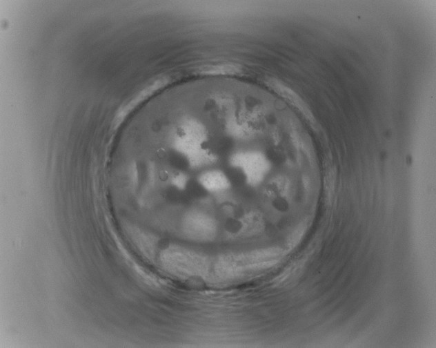 X0000081490721200701262053