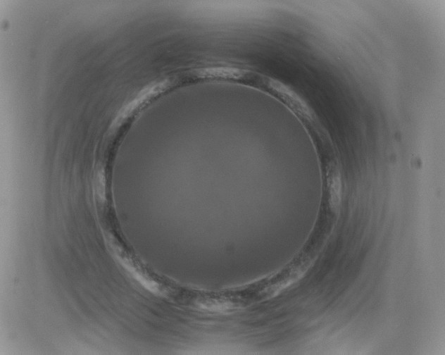 X0000081490729200701262053