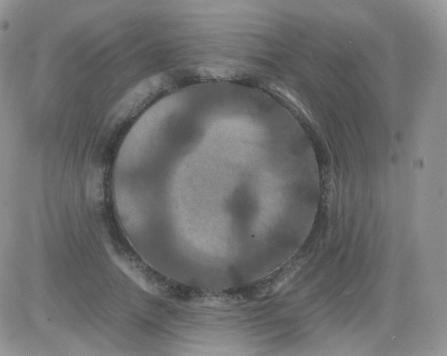 X0000081490738200701262053