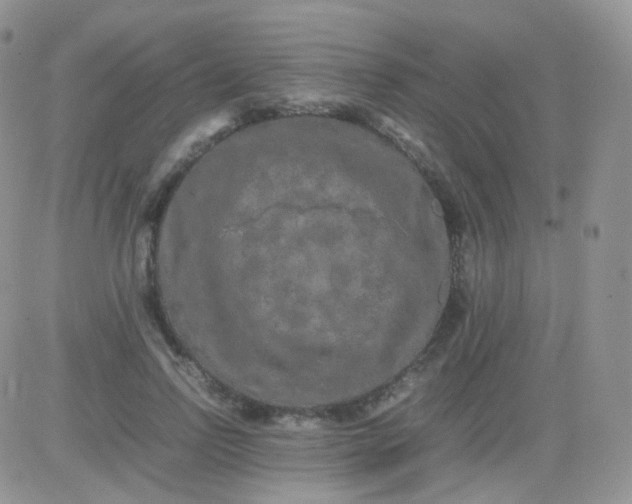 X0000081490742200701262053