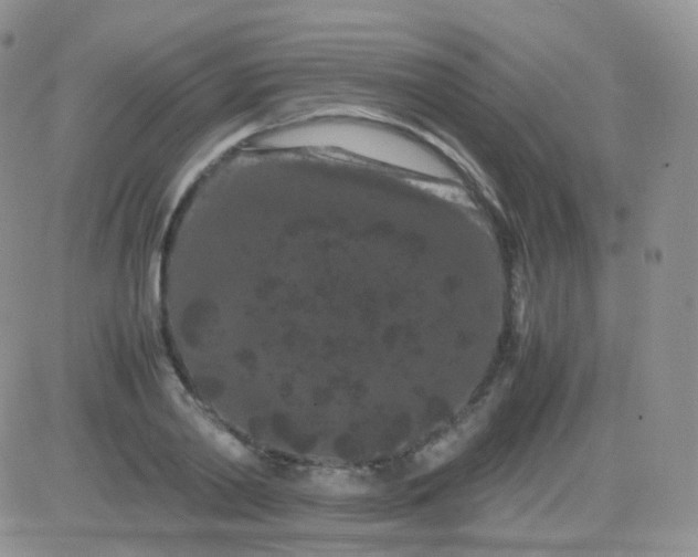 X0000081490790200701262052