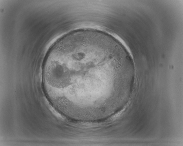 X0000081490791200701262052