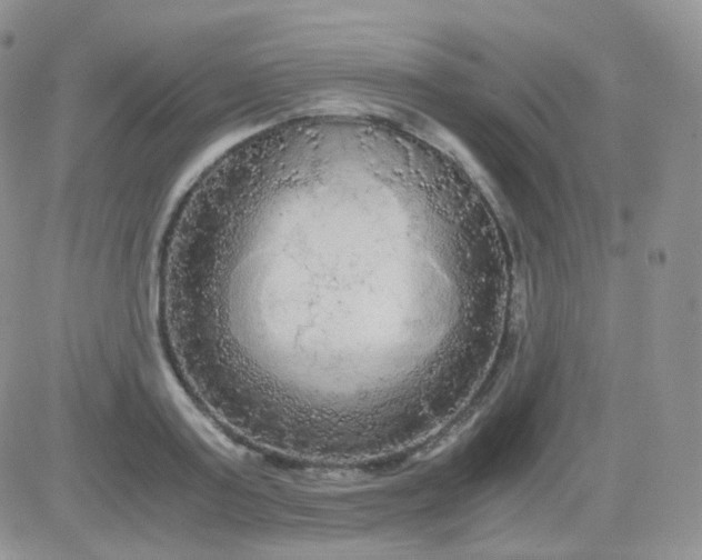 X0000081490795200701262052