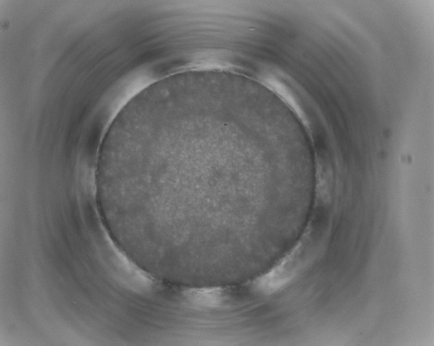 X0000081490810200701262052