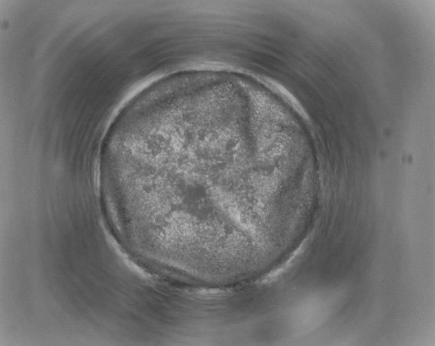 X0000081490839200701262052