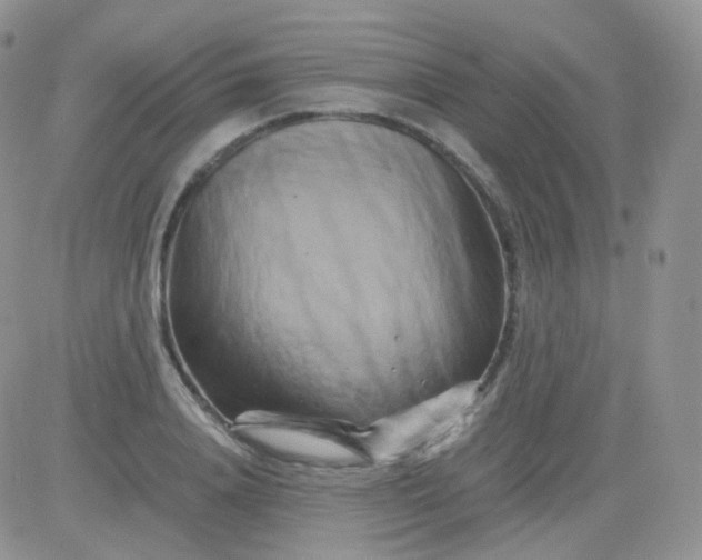 X0000081490840200701262052