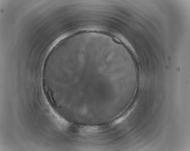 X0000081490845200701262052