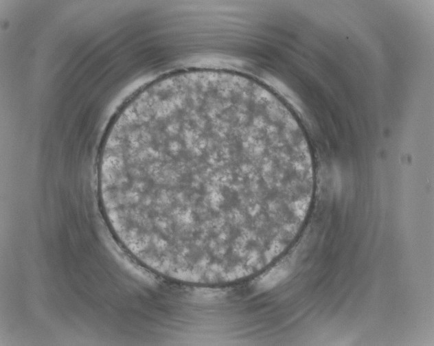 X0000081490848200701262052