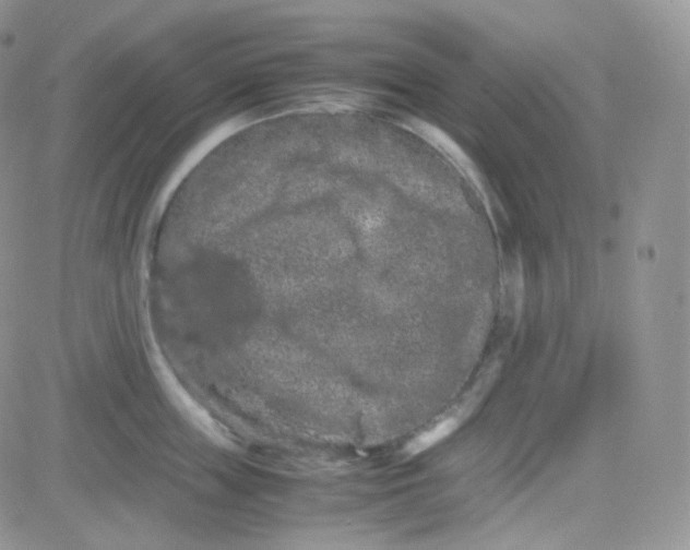 X0000081490859200701262052