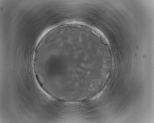 X0000081490863200701262052