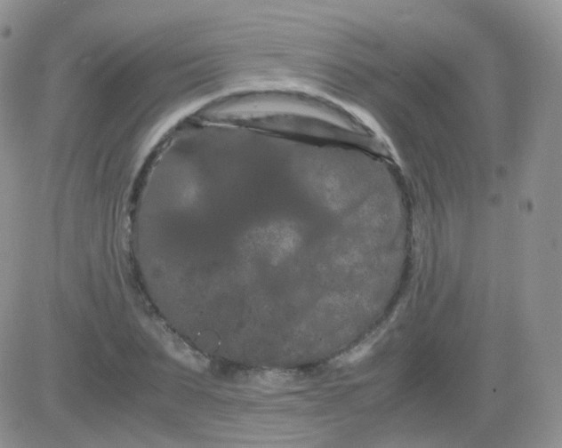 X0000081490879200701262051