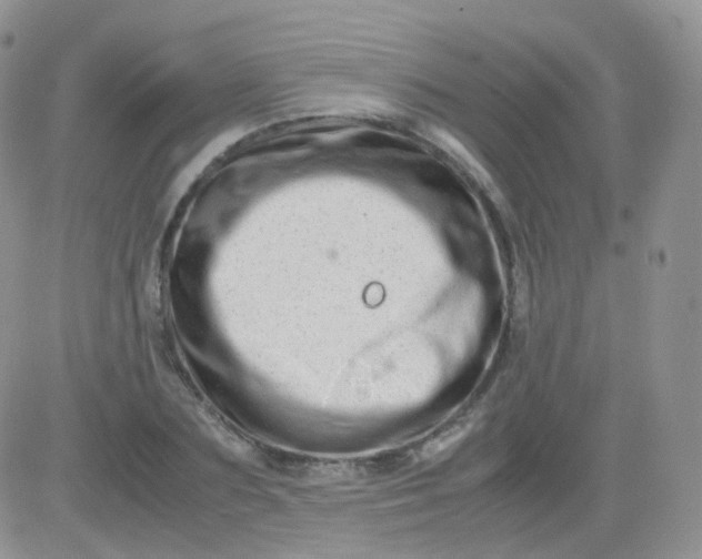 X0000081490883200701262051