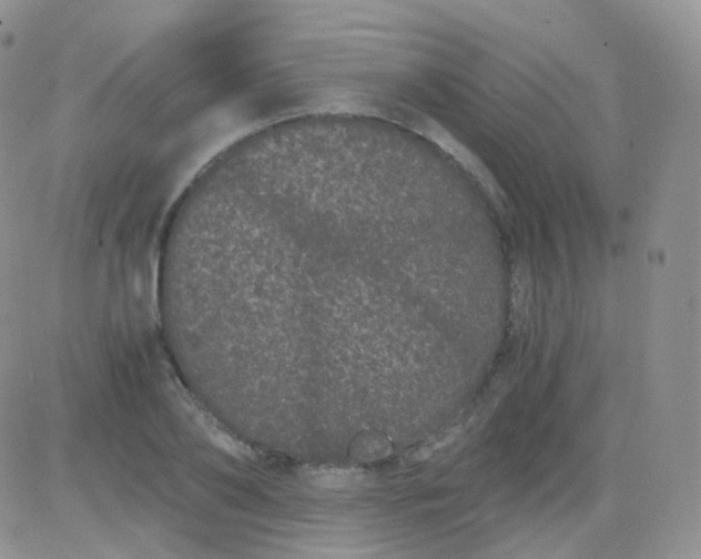 X0000081490886200701262051