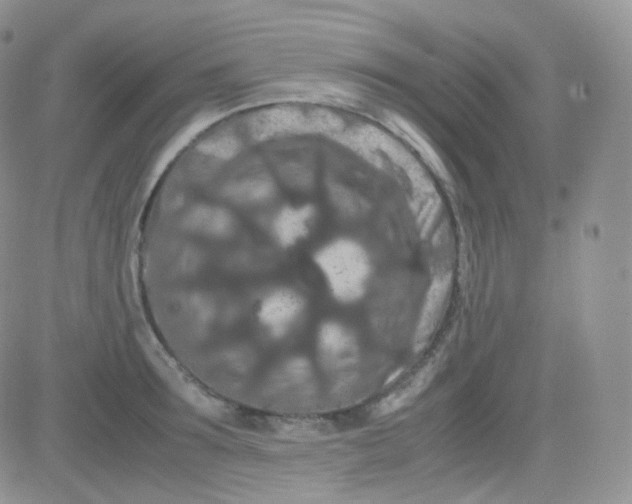 X0000081490899200701262051