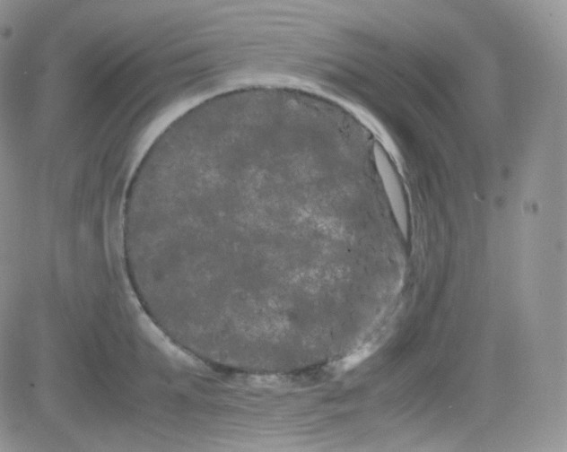 X0000081490903200701262051