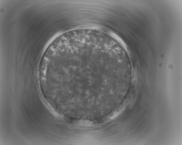 X0000081490907200701262050