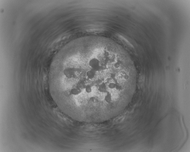 X0000081490917200701262050