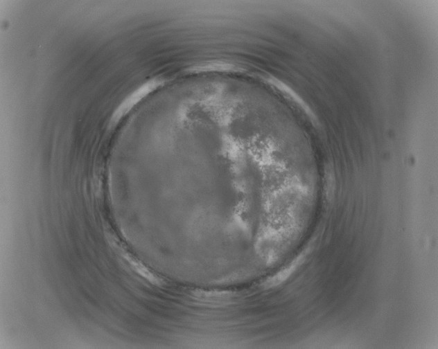 X0000081490921200701262050