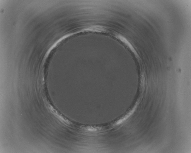 X0000081490923200701262050