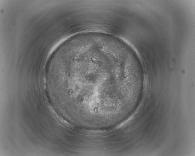 X0000081490925200701262050