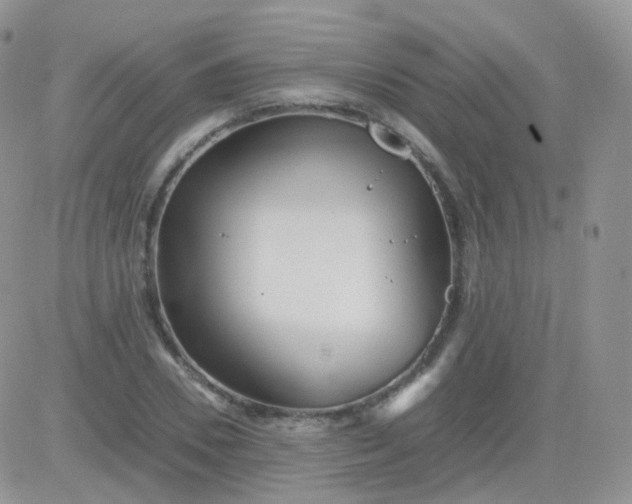 X0000081490930200701262050