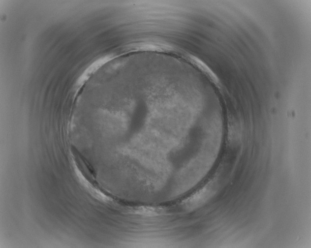 X0000081490938200701262050