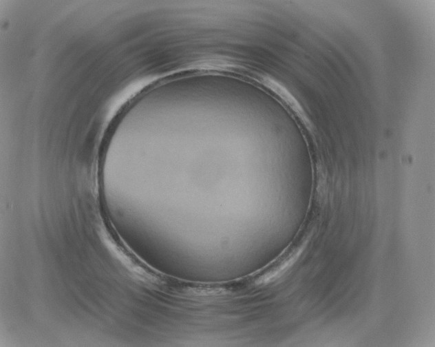 X0000081490939200701262050