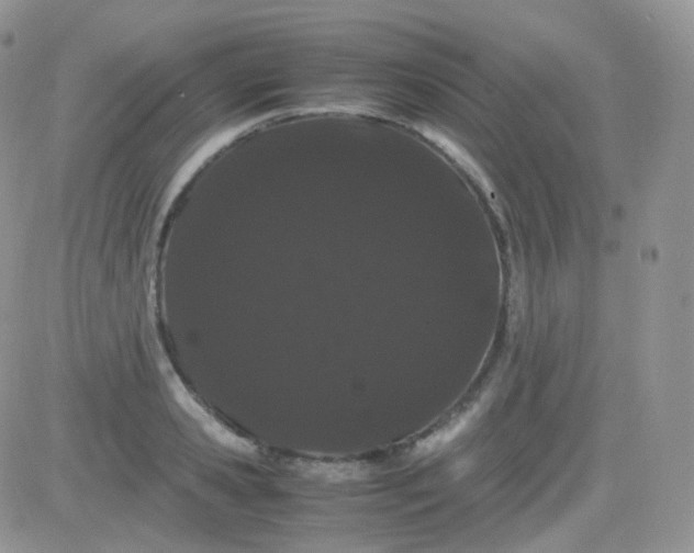 X0000081490941200701262050