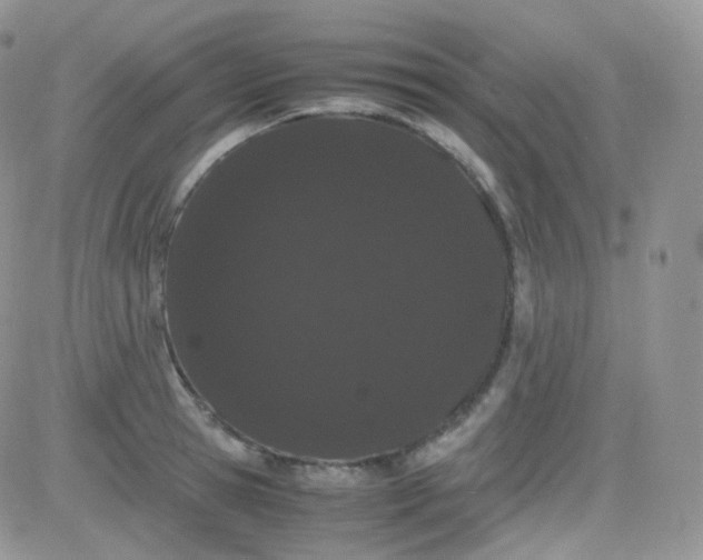 X0000081490945200701262050