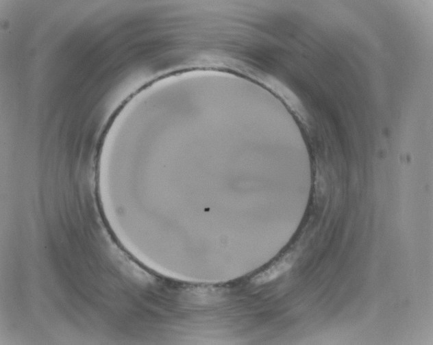 X0000081490950200701262050